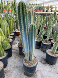 Pilosocereus Azureus