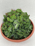 Enopla cristaat