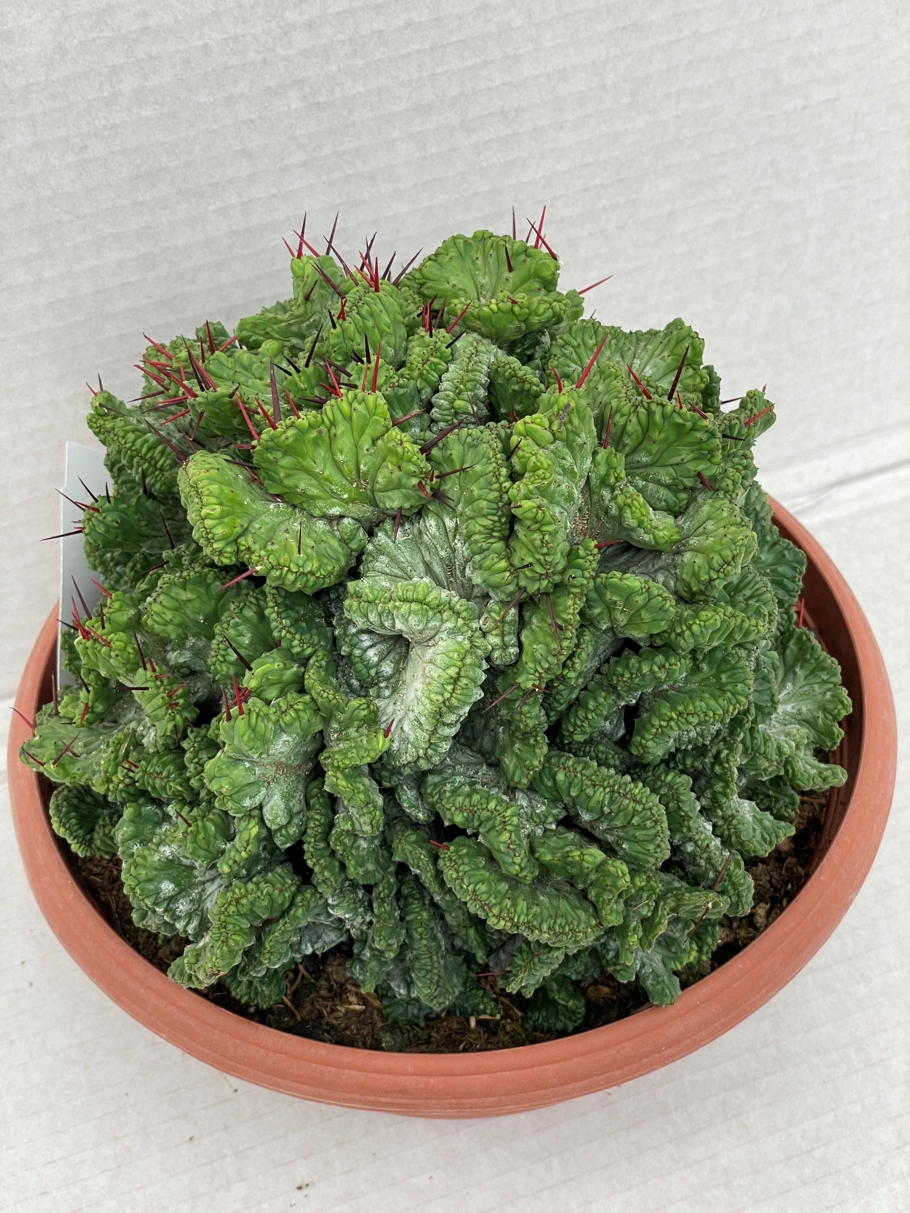 Enopla cristaat
