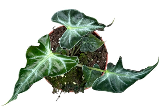 Alocasia Loco P10.5 15CM