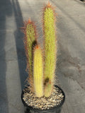 Pilocereus palmerii