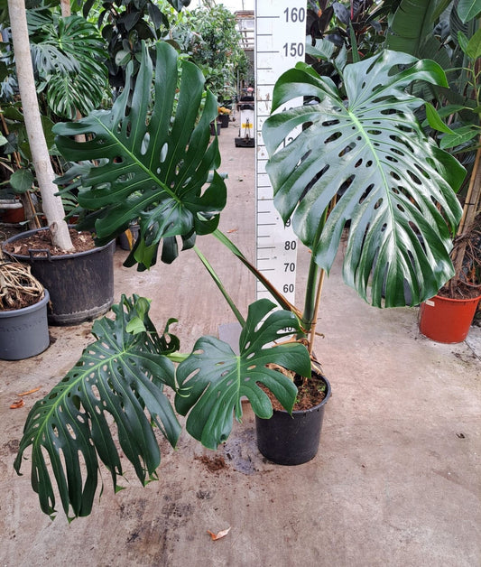 Monstera deliciosa big leaves 140