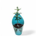 Fockea Edulis P8.5 18cm