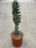 Cereus Peruveanus Spiralis