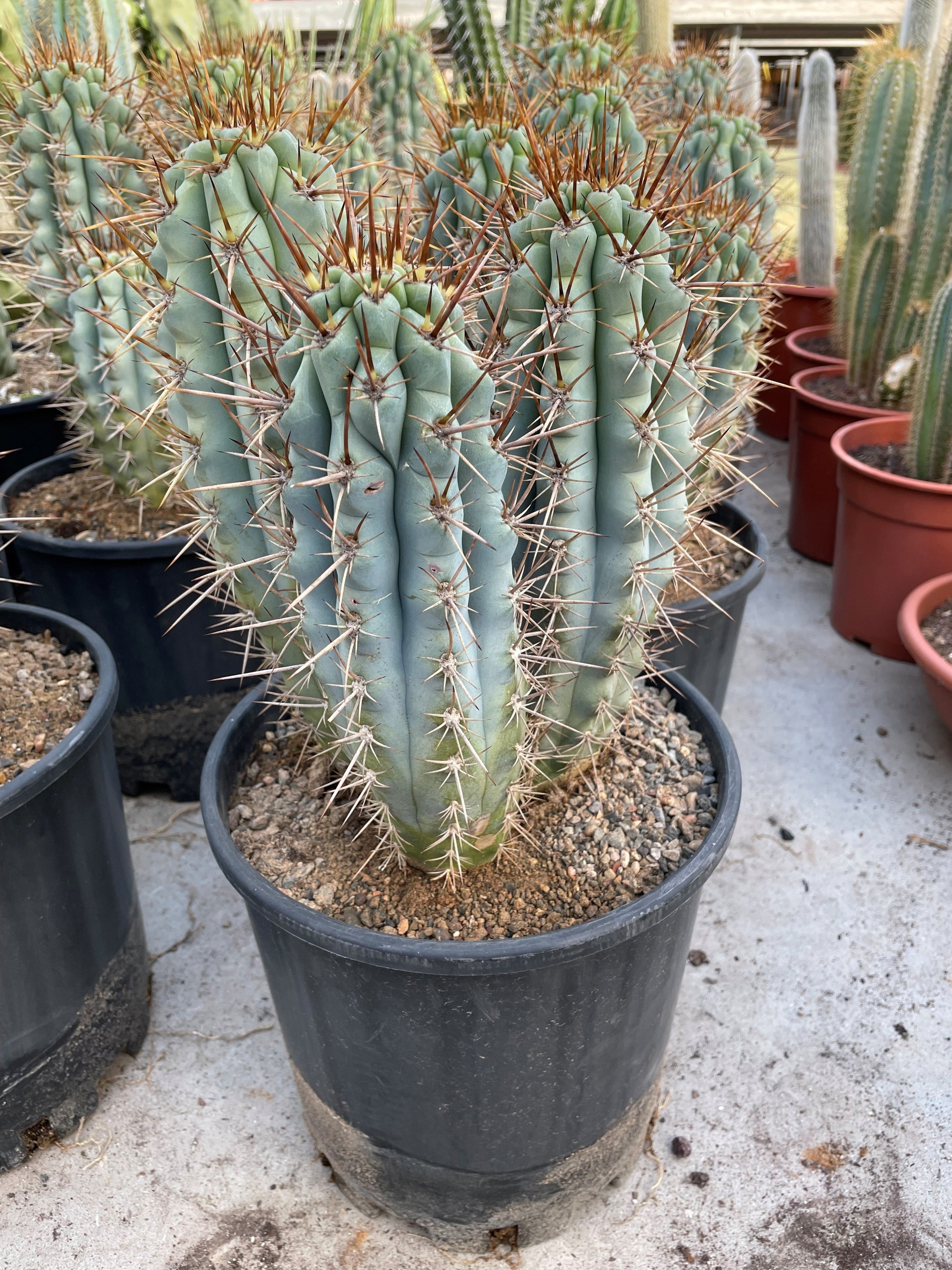 Browningia Hertligiana