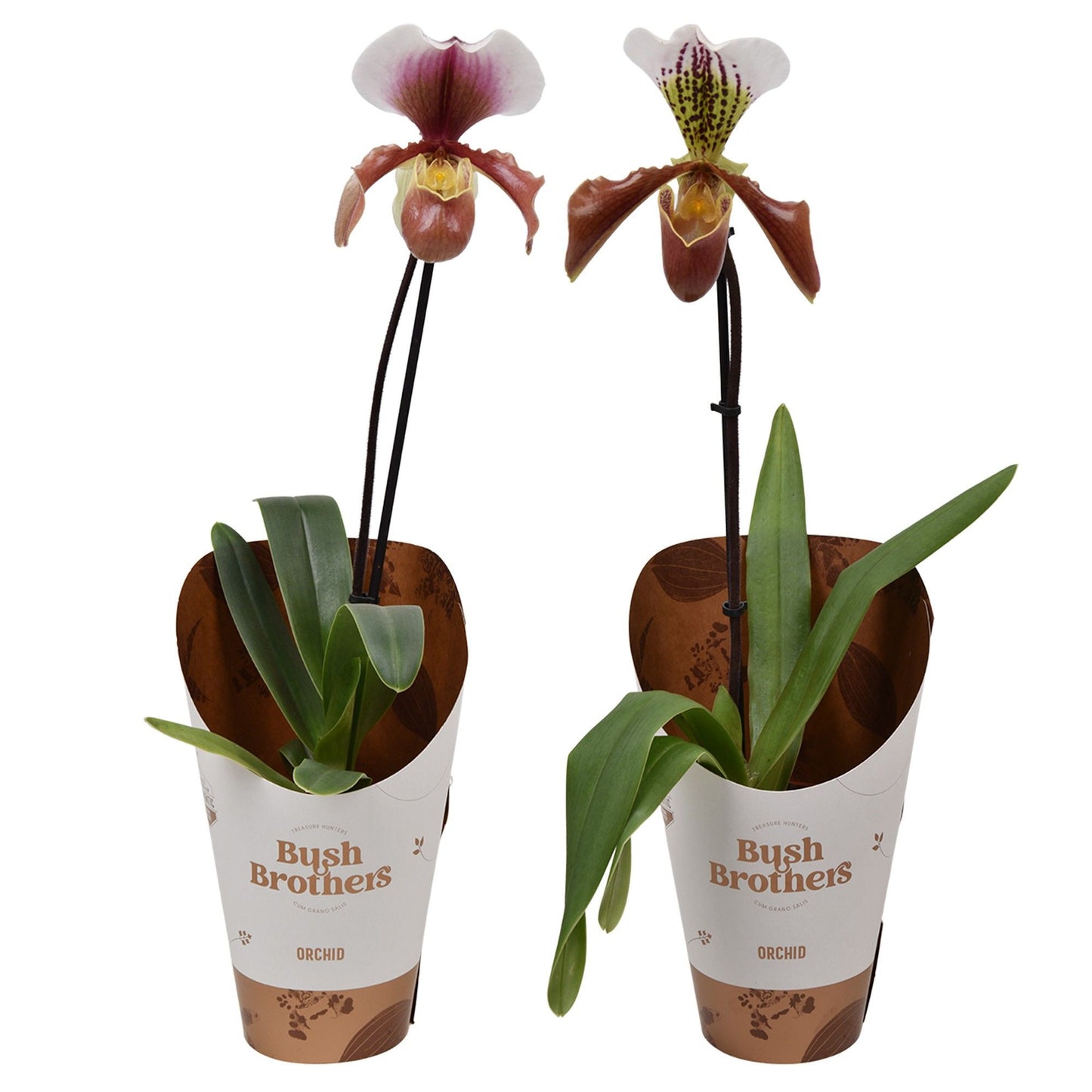 Paphiopedilum U.S.A. 12 cm