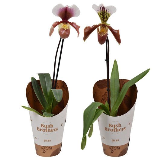 Paphiopedilum U.S.A. 12 cm