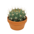 Gymnocalycium saglione