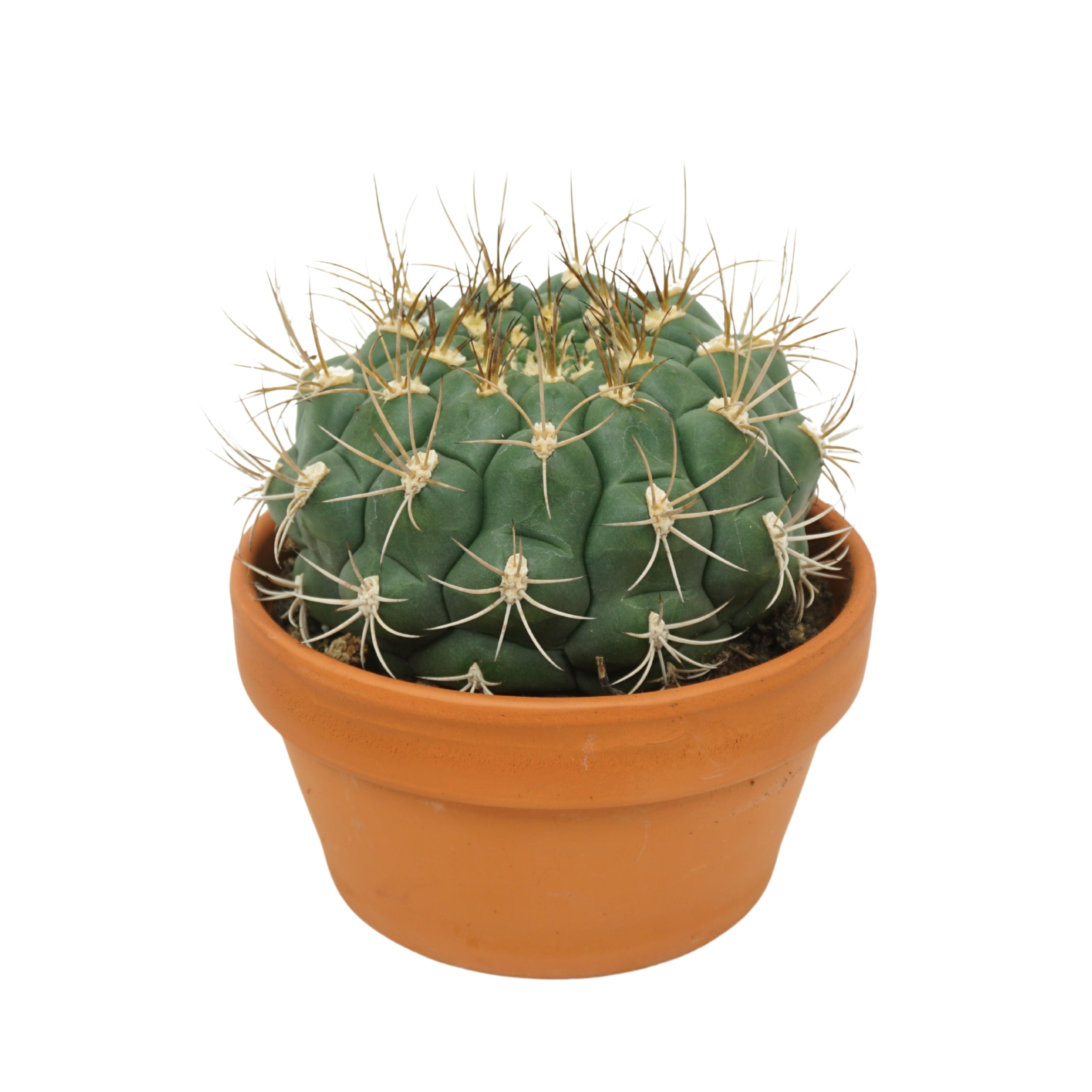 Gymnocalycium saglione