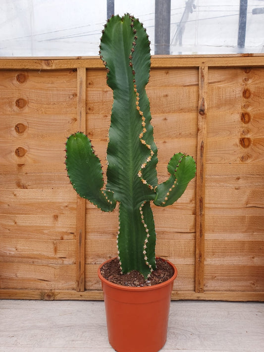 The Stately African Candelabra | Euphorbia eritrea