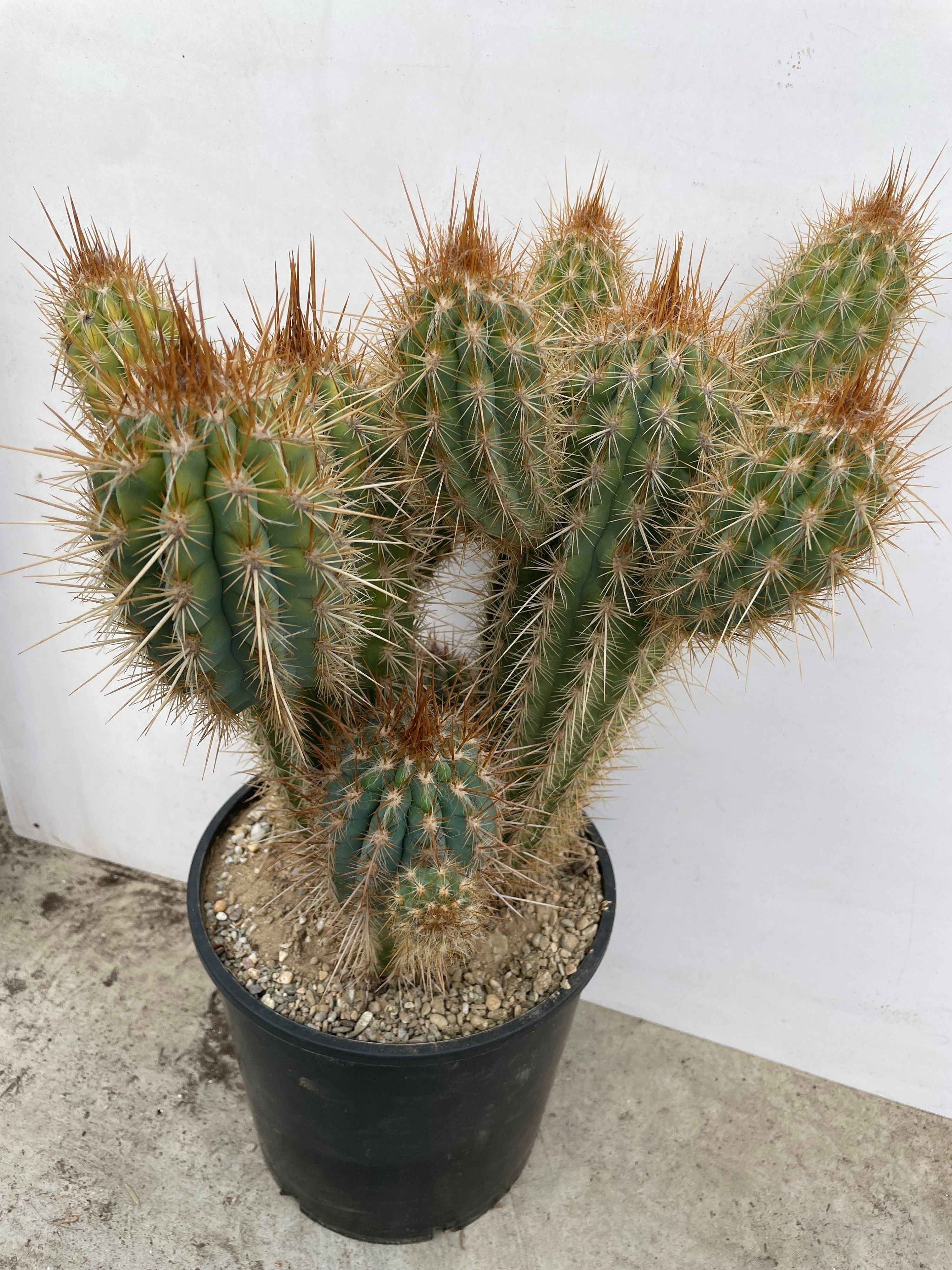 Pilosocereus gounelli