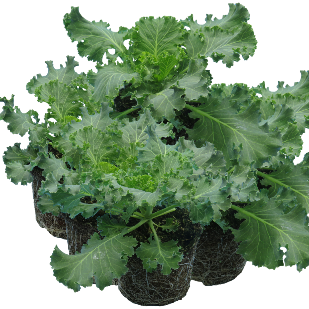 Ornamental Cabbage Red
