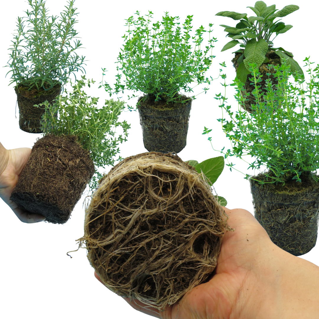 Winter Cooking Collection - Sage, Thyme, Rosemary