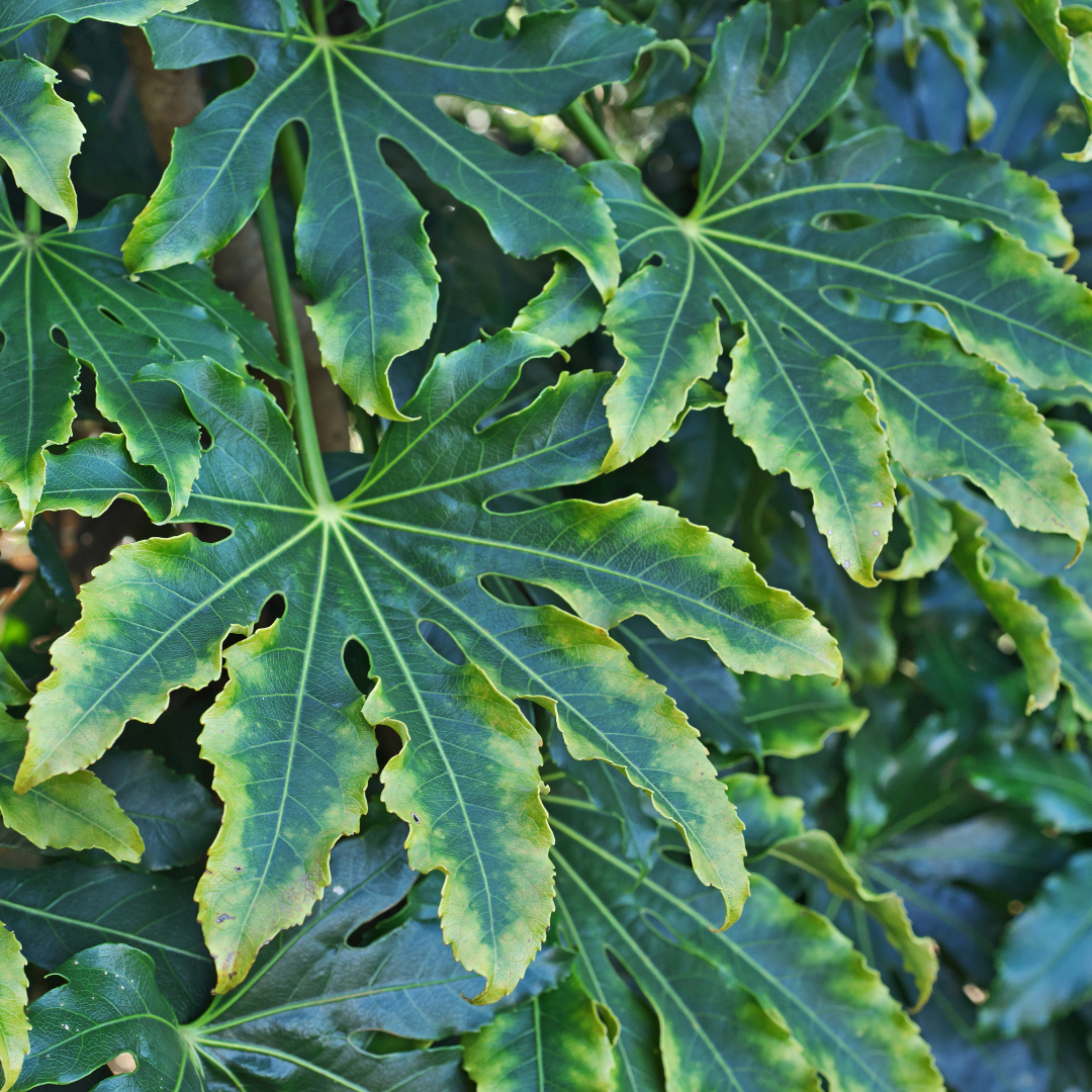 Fatsia Camouflage