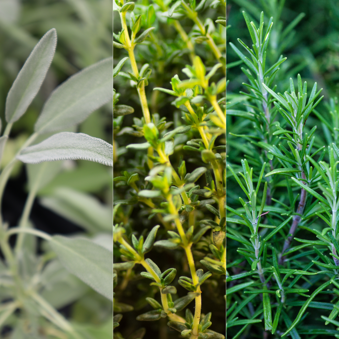 Winter Cooking Collection - Sage, Thyme, Rosemary