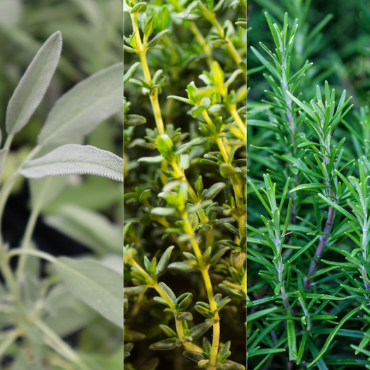 Winter Cooking Collection - Sage, Thyme, Rosemary