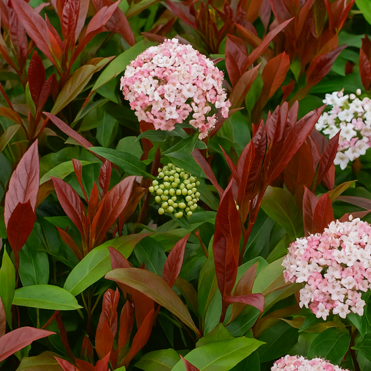 Viburnum Lisarose