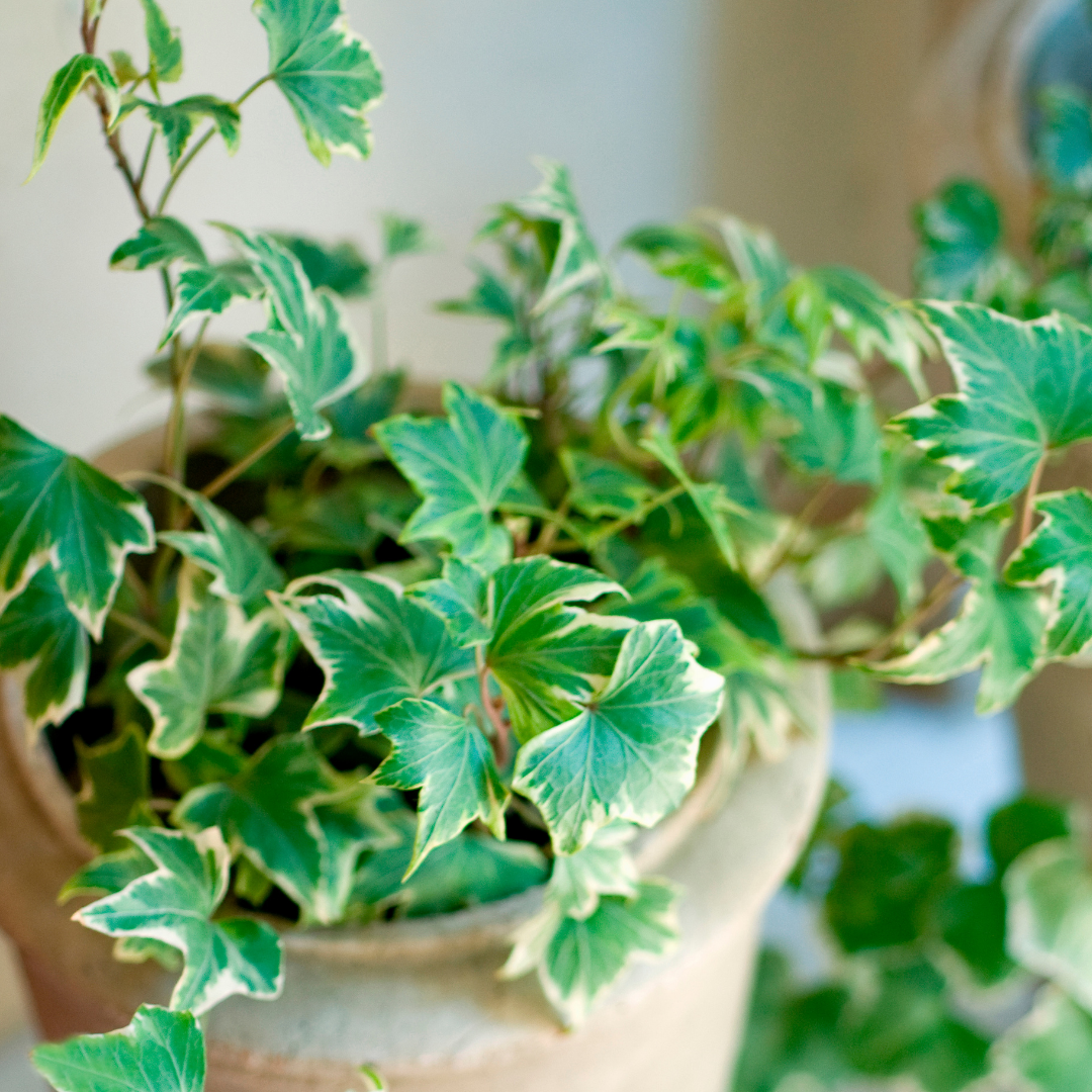 Hedera Helix Silver Variegated