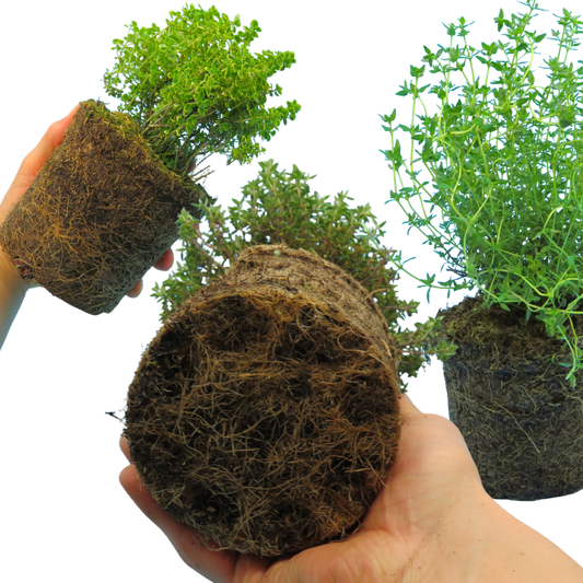 Thyme Growers Choice Mix