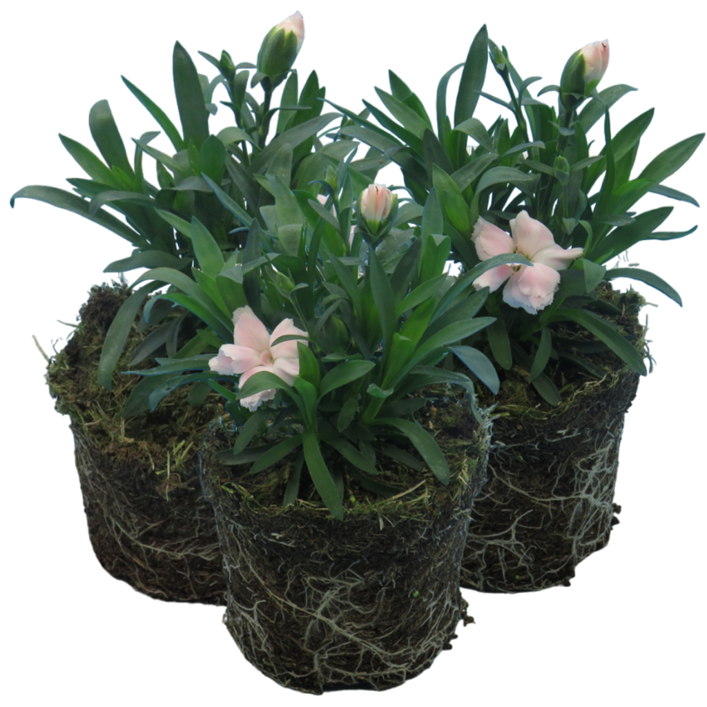 Carnation White