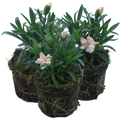 Carnation White