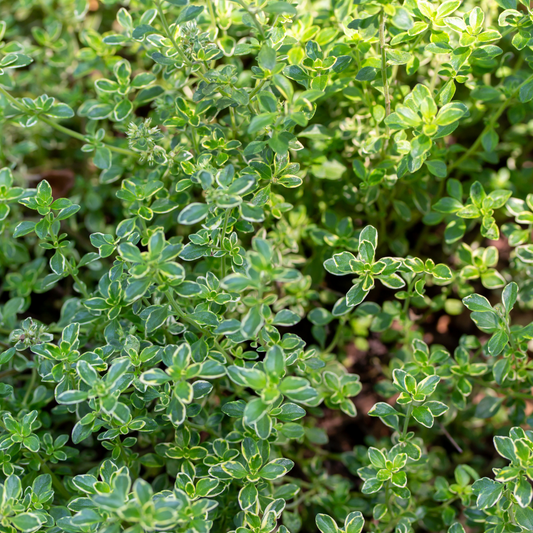 Thyme Lemon Variegated