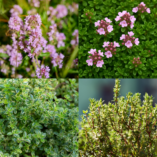 Thyme Growers Choice Mix