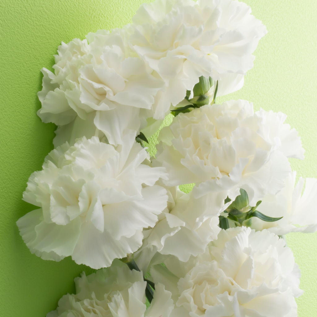 Carnation White