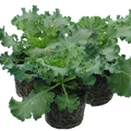 Ornamental Cabbage Red