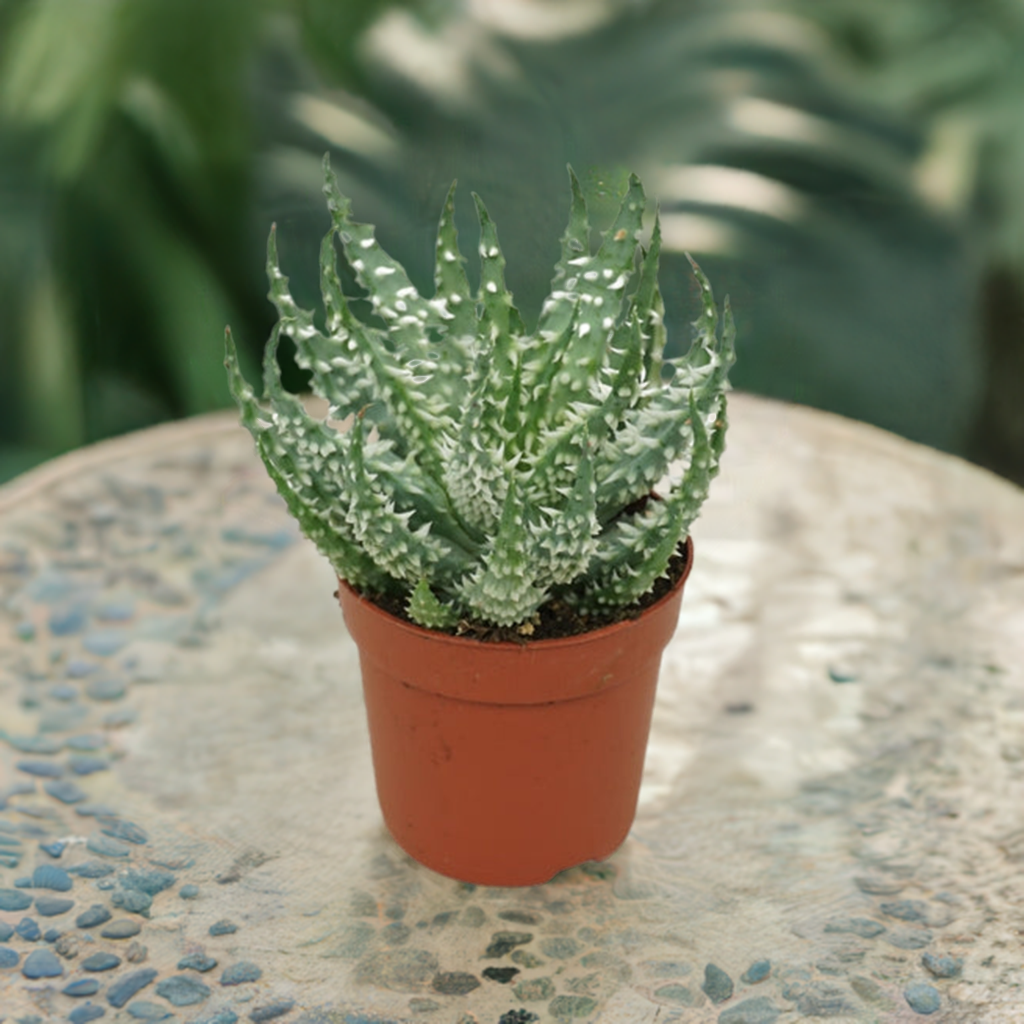 Aloe humilis ‘Shark’ (Dwarf Hedgehog Aloe)