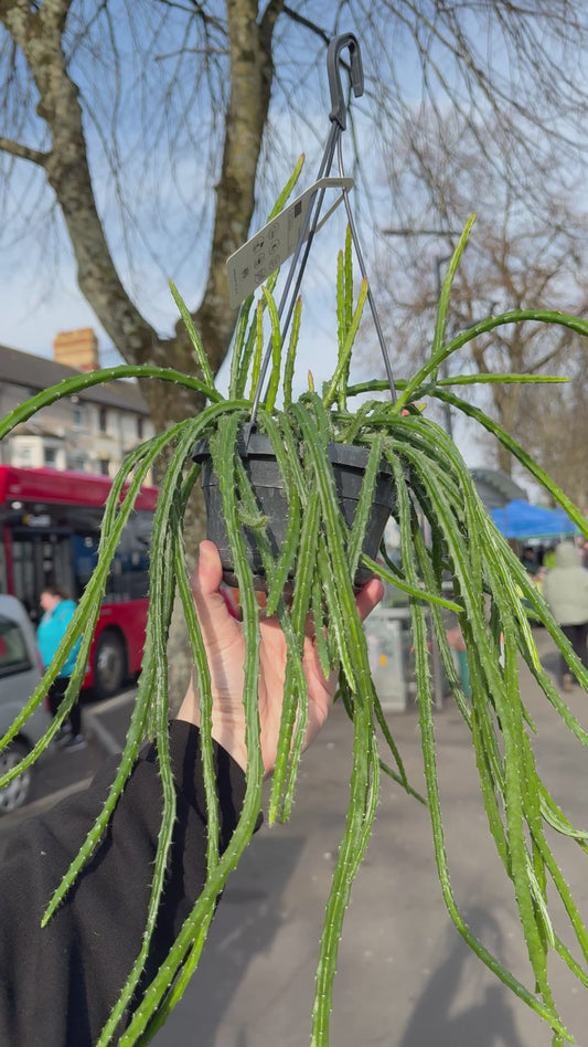 Aporocactus ‘Melanie’ – Rare Orchid Cactus Hybrid