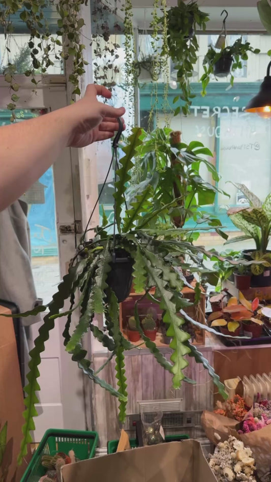 Epiphyllum Anthonyanus Hanging basket 35cm