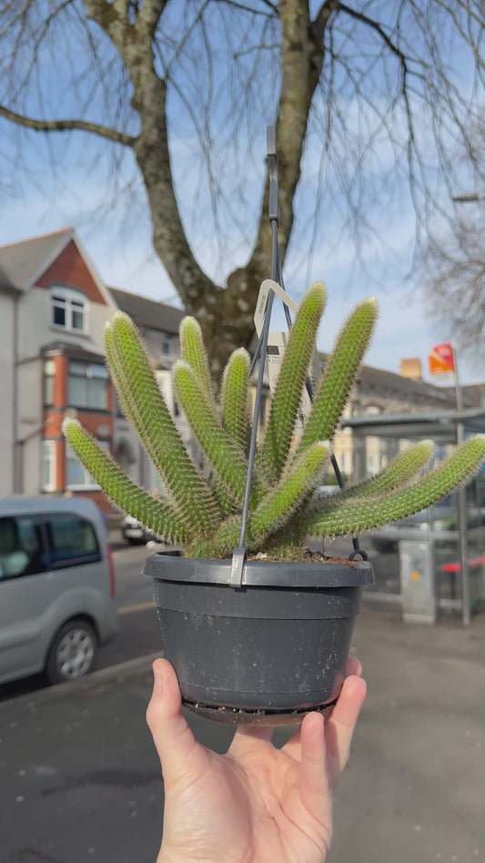 Hildewintera aureispina – Golden Rat/Monkey Tail Cactus